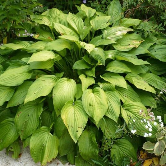 Хоста форчуна "Альбопикта" Hosta x fortunei "Albopicta"