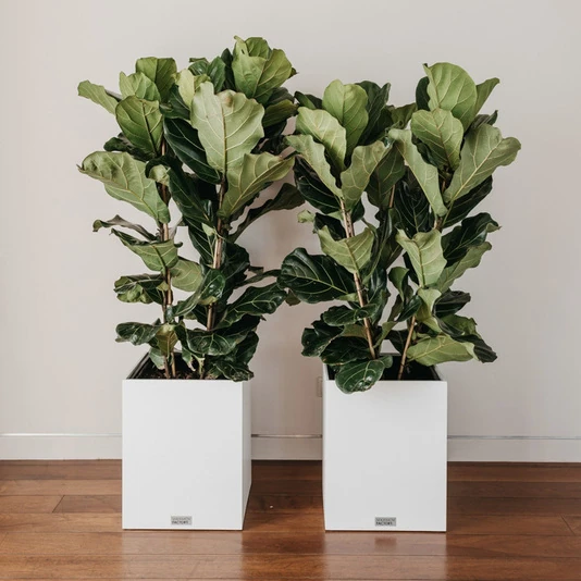 КАШПО MAXPLANTER SIDNEY (СИДНЕЙ) АРТ. SD-1700