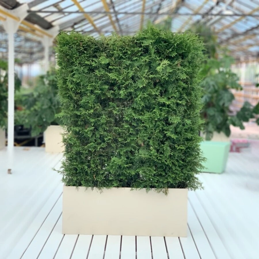 КАШПО MAXPLANTER SIDNEY (СИДНЕЙ) АРТ. SD-2200