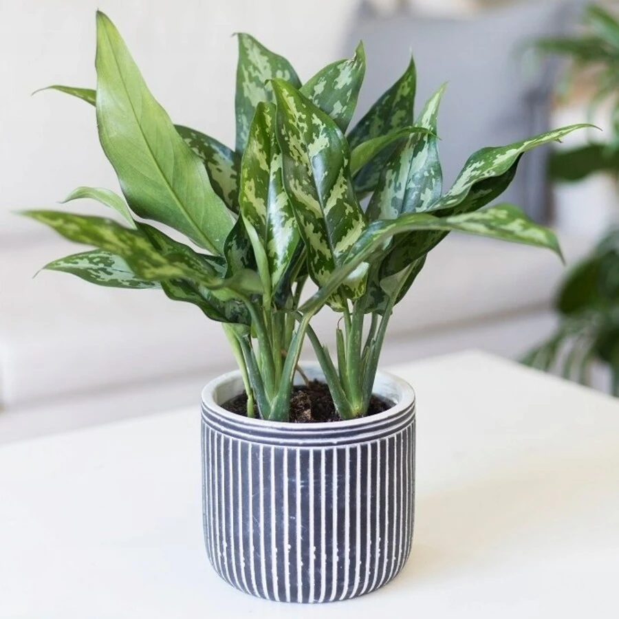 Аглаонема Мария Aglaonema Maria