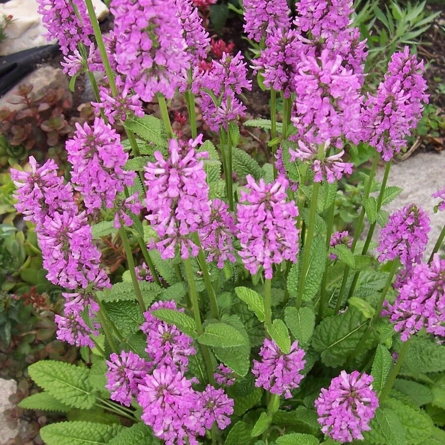 Чистец лекарственный Stachys officinalis