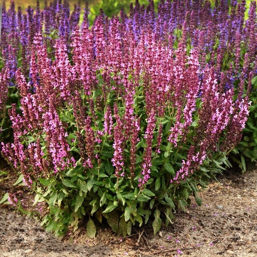 Шалфей дубравный "Нью Дименшн Роуз" Salvia nemorosa "New Dimension Rose"