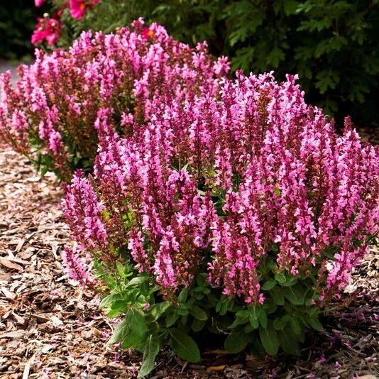 Шалфей дубравный "Роуз Квин" Salvia nemorosa 'Rose Queen'