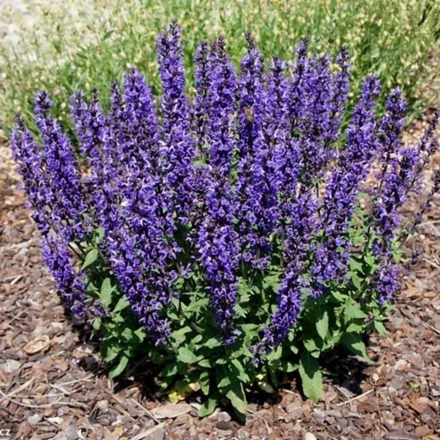 Шалфей пышный "Мерло Блю Компакт" Salvia superba "Merleau Blue Compact"