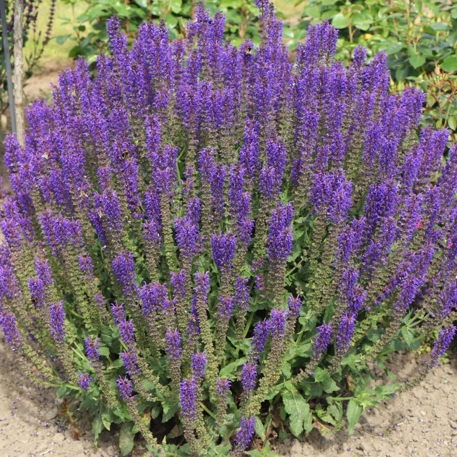 Шалфей пышный "Мерло Блю" Salvia superba "Merleau Blue"