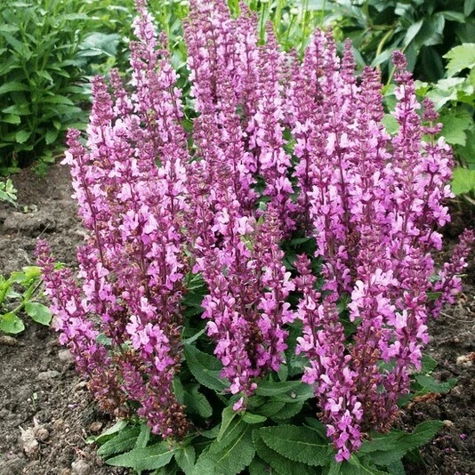 Шалфей пышный "Мерло Роуз Компакт" Salvia superba "Merleau Rose Compact"