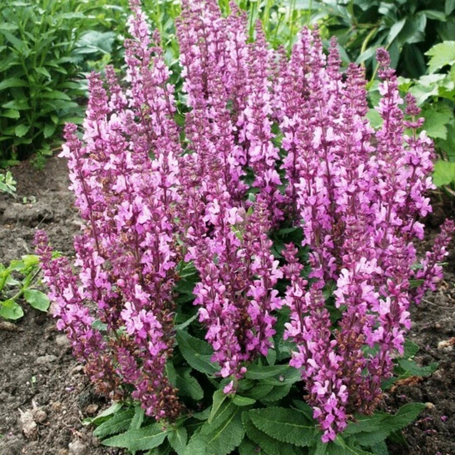 Шалфей пышный "Мерло Роуз Компакт" Salvia superba "Merleau Rose Compact"