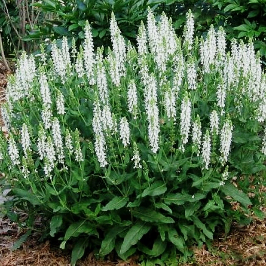 Шалфей пышный "Мерло Уайт" Salvia x superba "Merleau White"