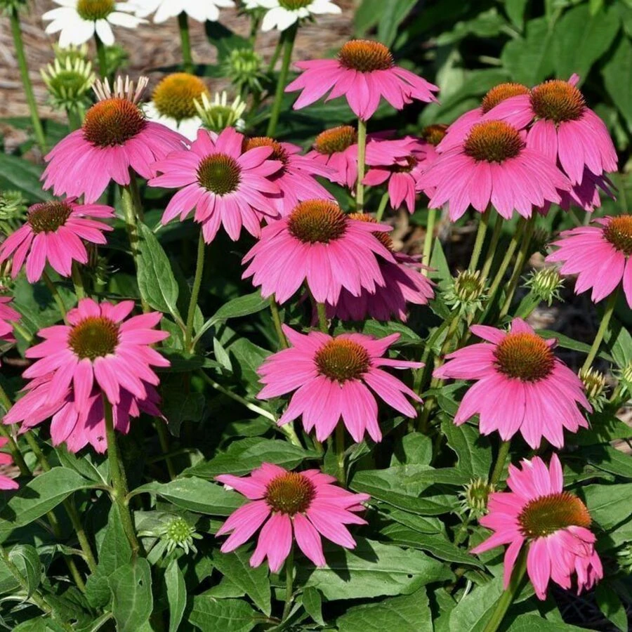 Эхинацея пурпурная "Бравадо" Echinacea purpurea "Bravado"