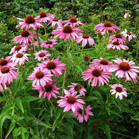 Эхинацея пурпурная "Примадонна Дип Роуз" Echinacea purpurea "Primadonna Deep Rose"