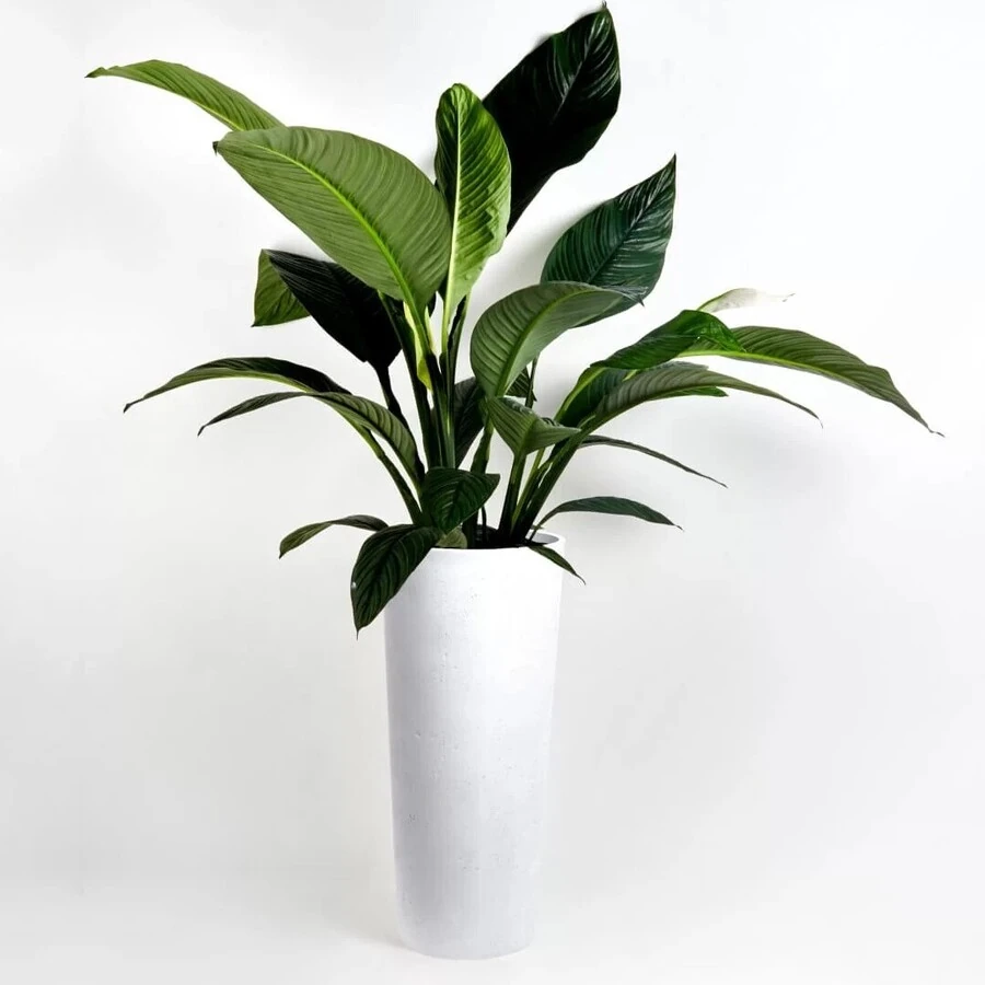 Кашпо Cone white
