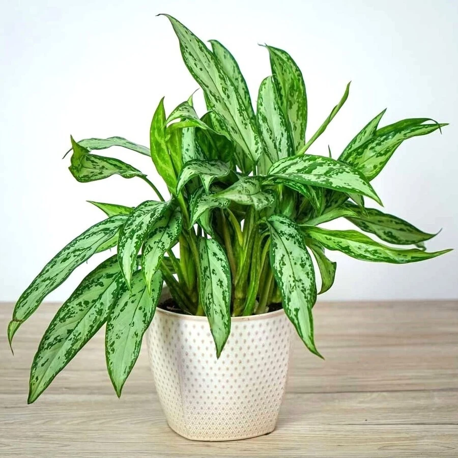 Аглаонема Сильвер Квин Aglaonema Silver Queen