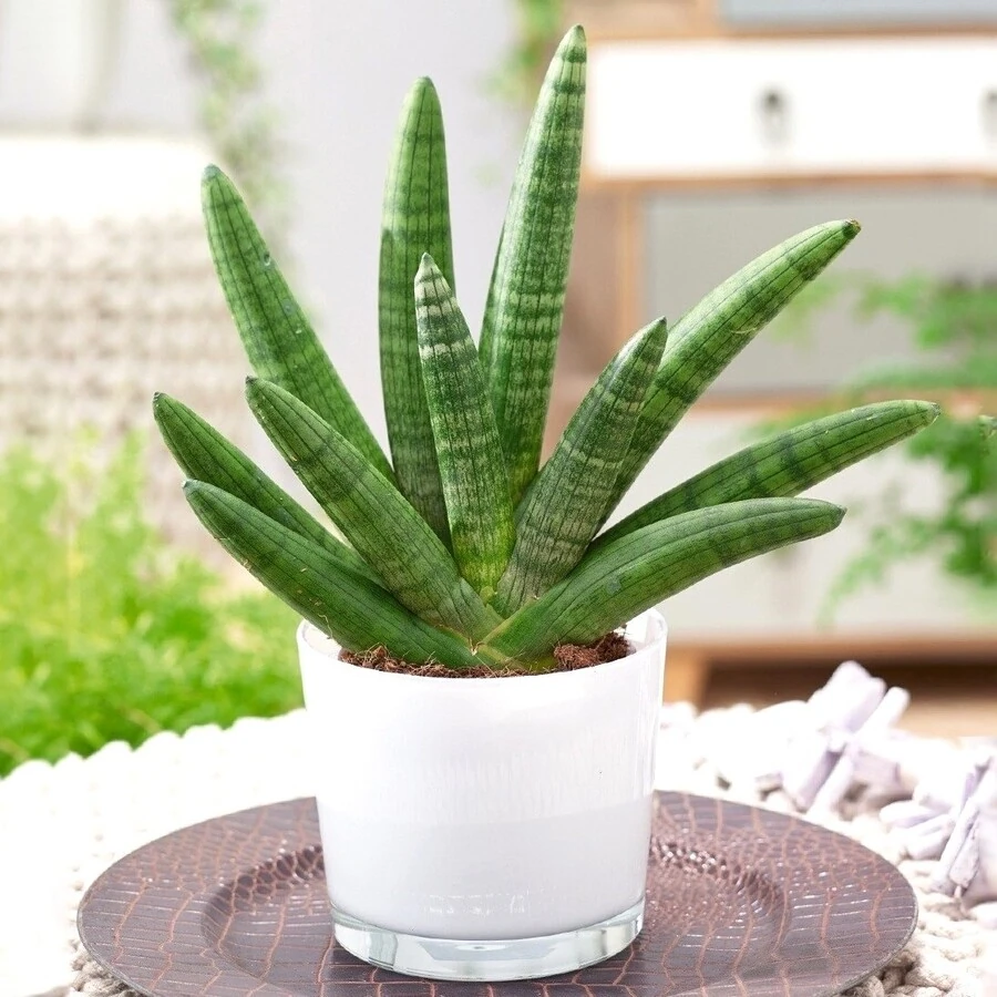 Сансевиерия Цилиндрика Sansevieria Cylindrica 