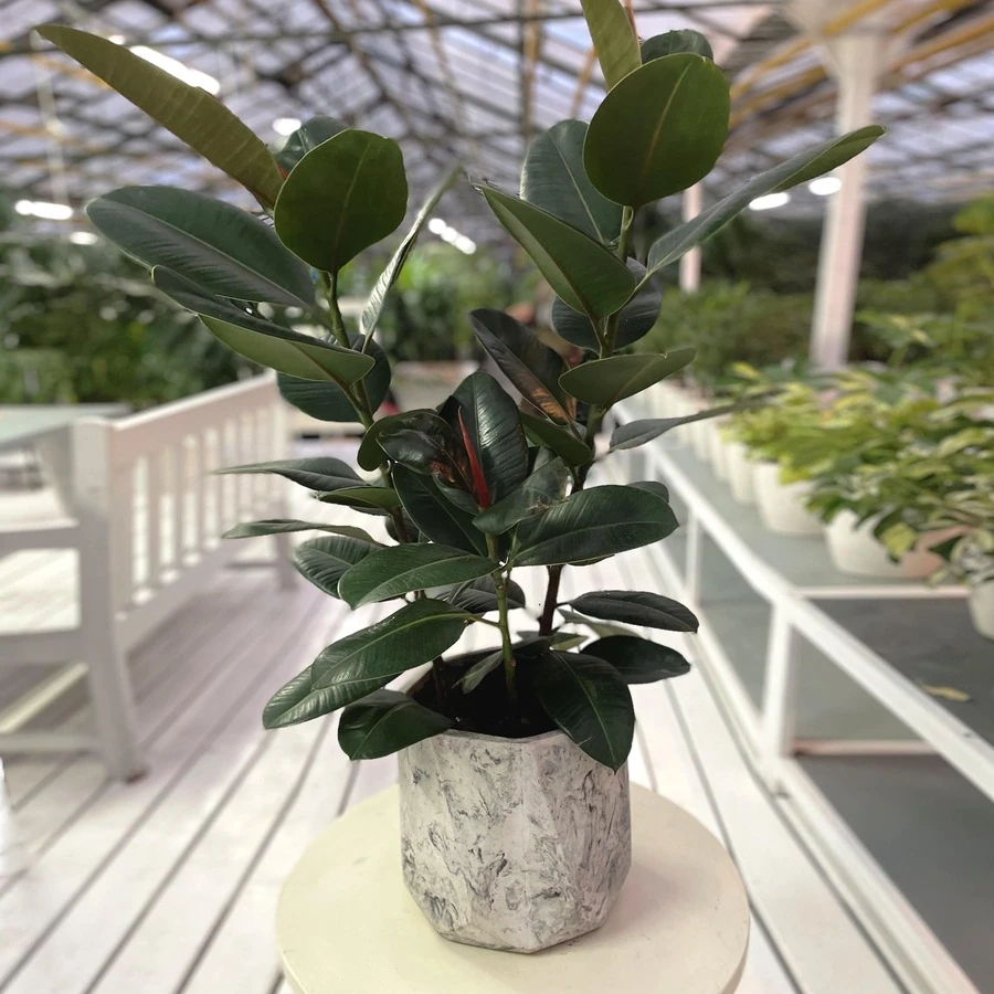 Фикус Эластика Робуста в кашпо Rombo Marble