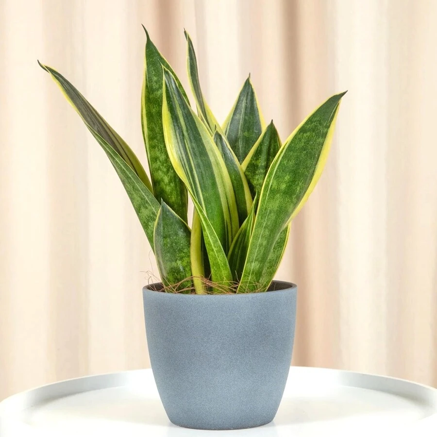 Сансевиерия Фейворит Грин  Sansevieria Fevourite Green 