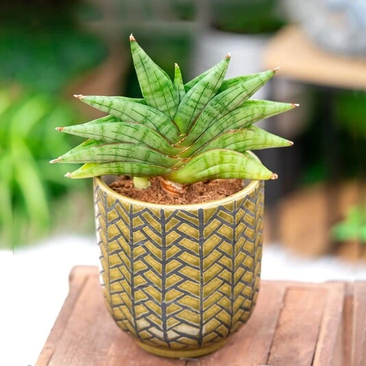 Сансевиерия Классик Фан Sansevieria Classic Fan