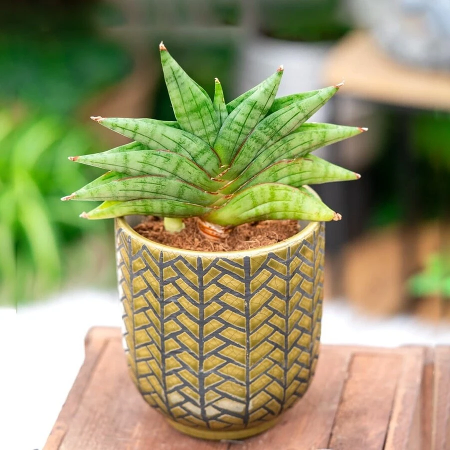 Сансевиерия Классик Фан Sansevieria Classic Fan