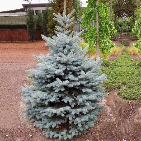 Ель колючая "Блю Даймонд" Picea pungens 'Blue Diamond'