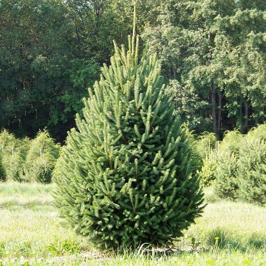 Ель обыкновенная "Вилл'с Цверг" Picea abies 'Will's Zwerg'