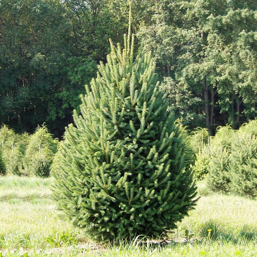 Ель обыкновенная "Вилл'с Цверг" Picea abies 'Will's Zwerg'