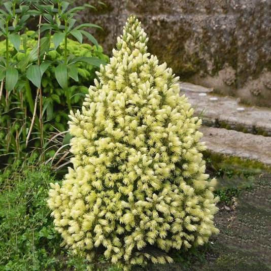 Ель сизая "Дейзи Уайт" Picea glauca 'Daisy's White'
