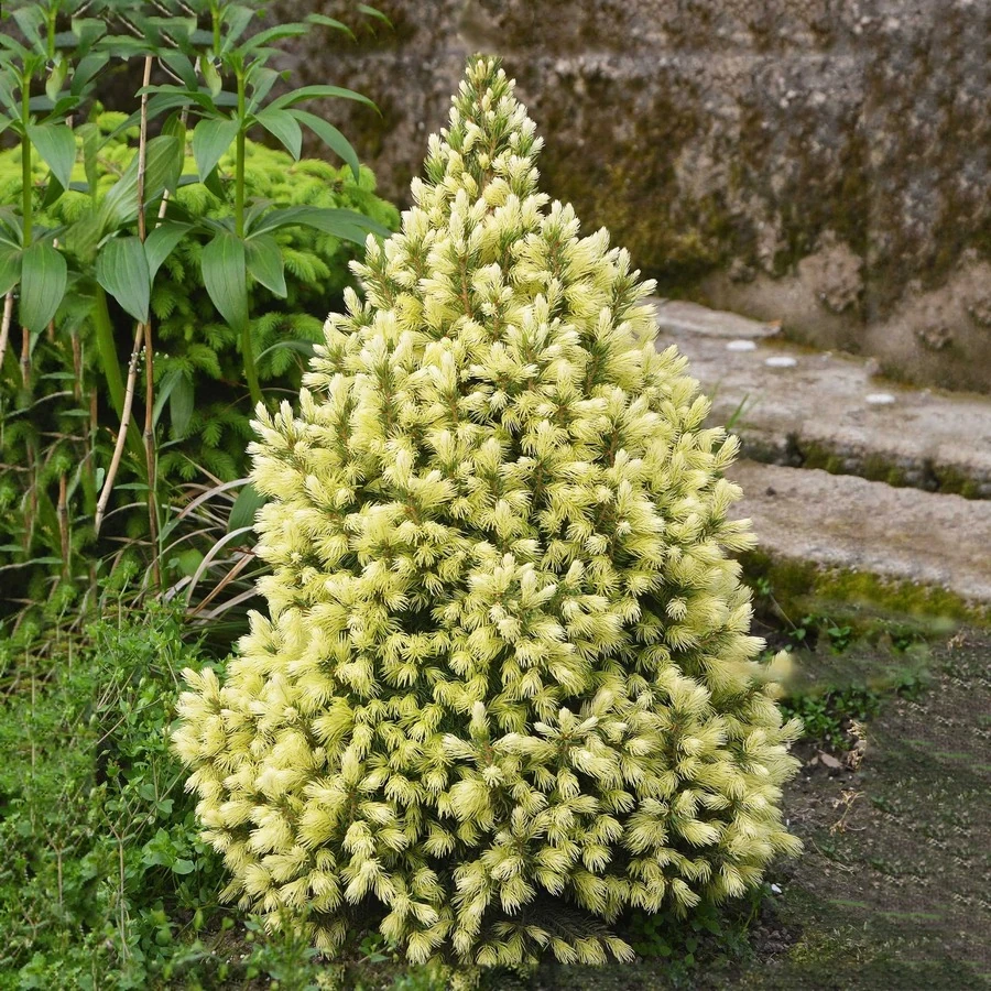 Ель сизая "Дейзи Уайт" Picea glauca 'Daisy's White'