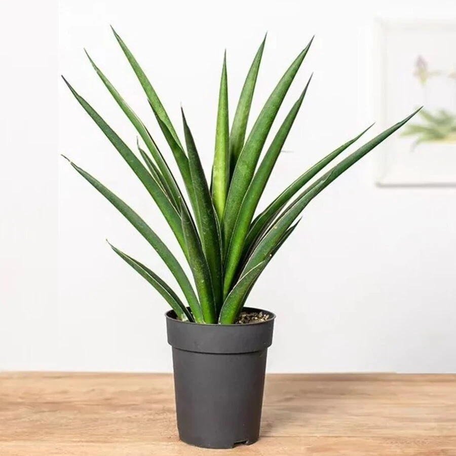 Сансевиерия Комет Амазон Грин Sansevieria Comet Amazon Green