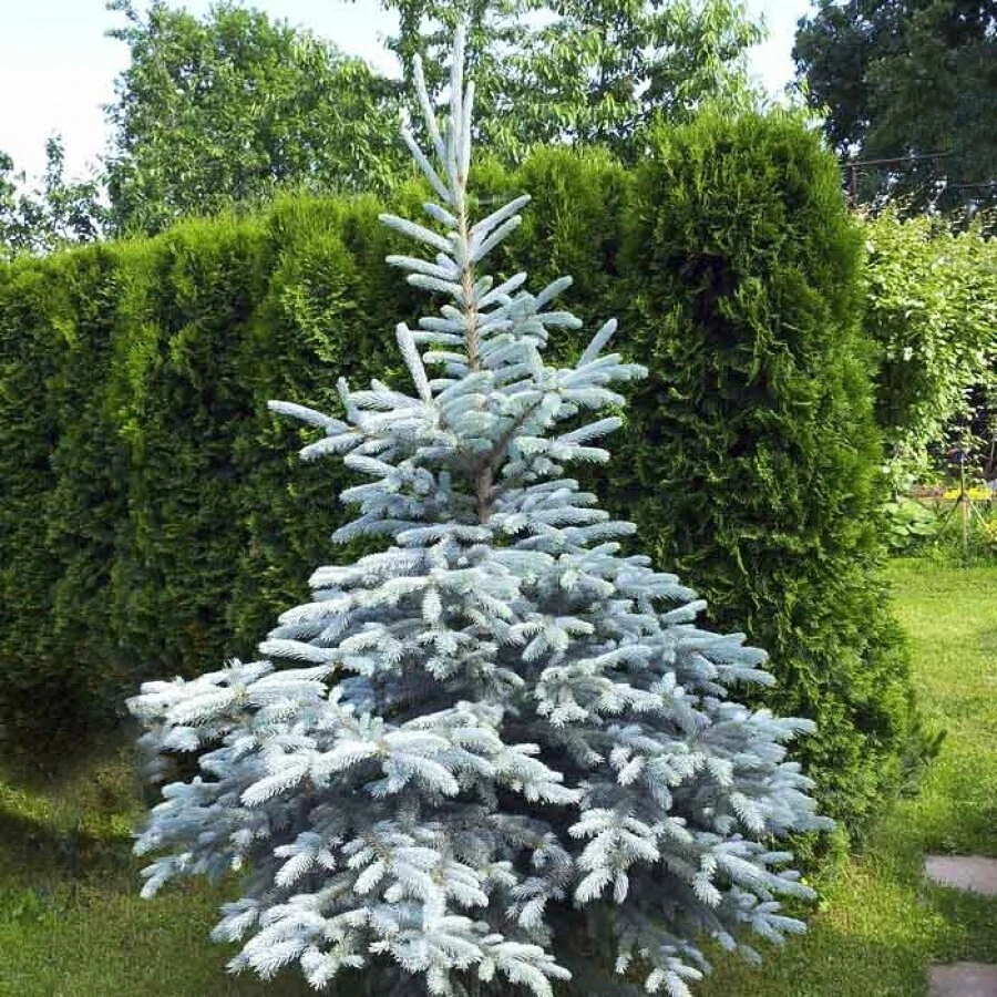 Ель колючая "Кейбаб" Picea pungens 'Kaibab'