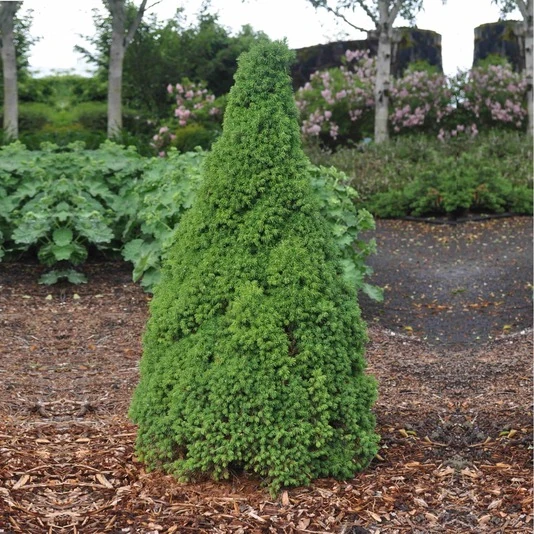 Ель сизая "Коника Децембер" Picea glauca 'Conica December' 