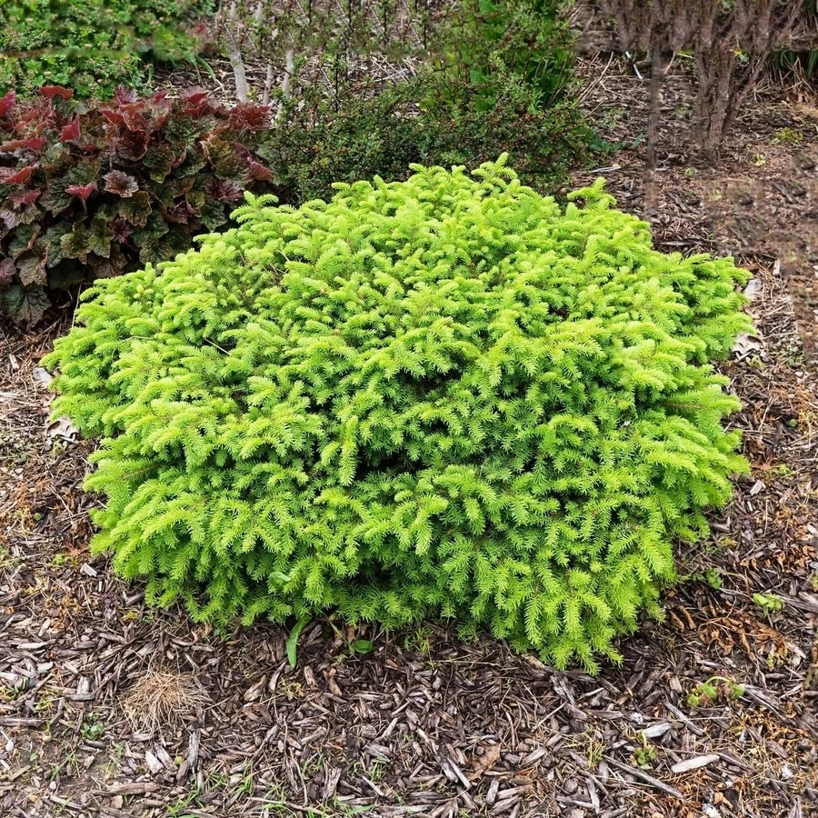 Ель обыкновенная "Литтл Джем" Picea abies 'Little Gem'