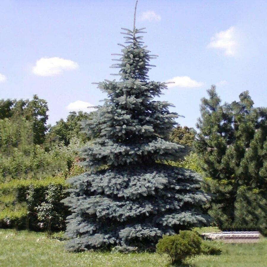 Ель колючая "Мисти Блю" Picea pungens 'Misty Blue'