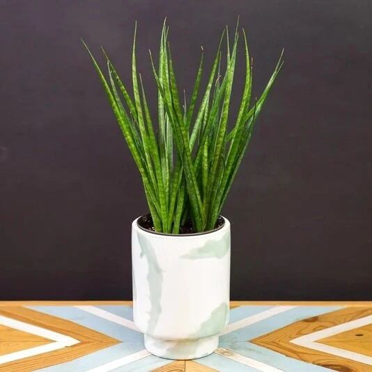 Сансевиерия Комет Кичака Sansevieria Comet Kichaka