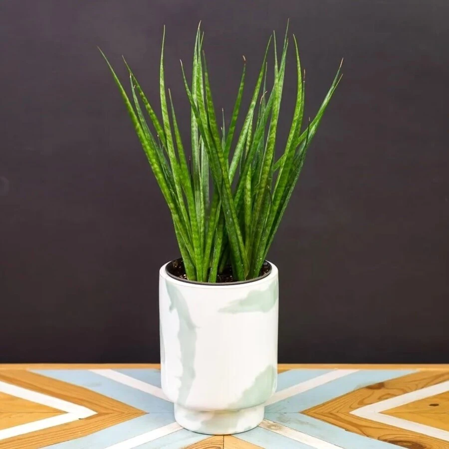 Сансевиерия Комет Кичака Sansevieria Comet Kichaka