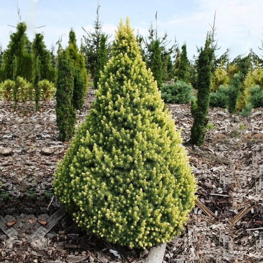 Ель сизая "Рэйнбоуз Энд" Picea glauca 'Rainbow's Еnd'