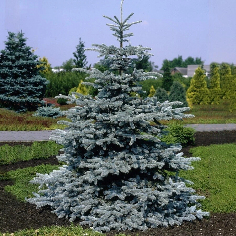Ель колючая "Супер Блю Сидлинг" Picea pungens 'Super Blue Seedling'