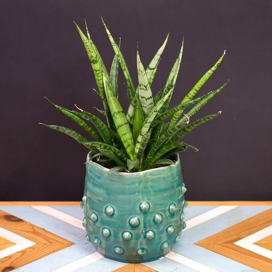 Сансевиерия Дансинг Куин Sansevieria Dansing Queen 