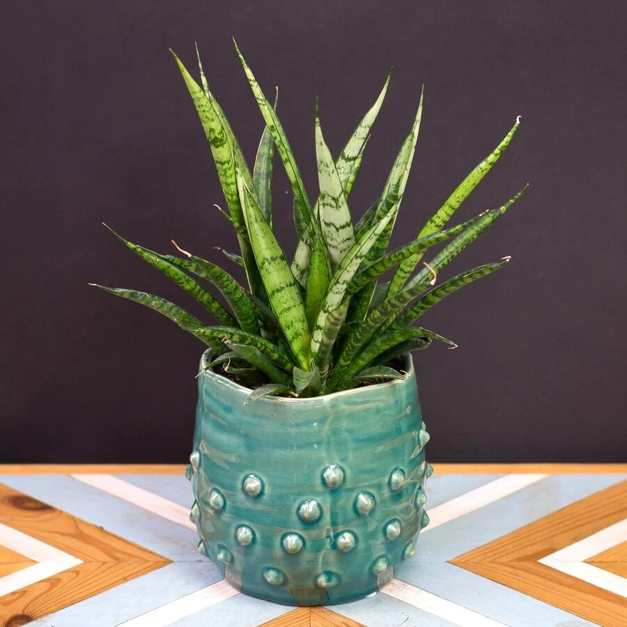 Сансевиерия Дансинг Куин Sansevieria Dansing Queen 