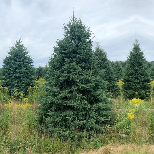 Ель сизая "Супер Грин" Picea glauca 'Super Green'