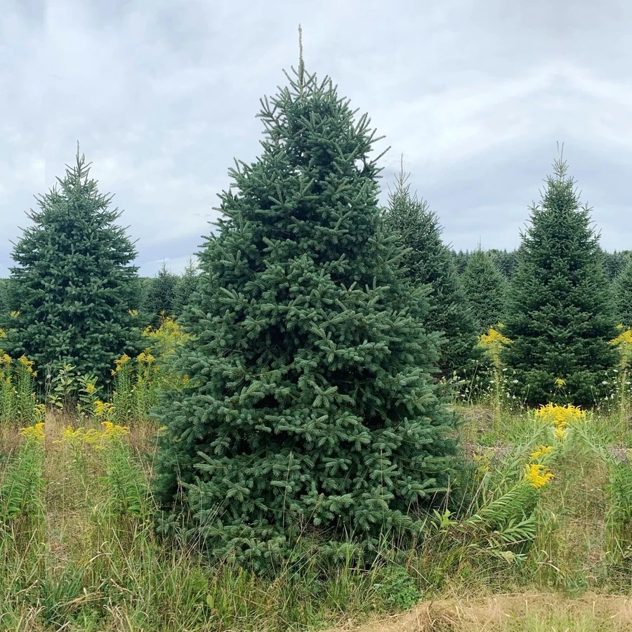 Ель сизая "Супер Грин" Picea glauca 'Super Green'