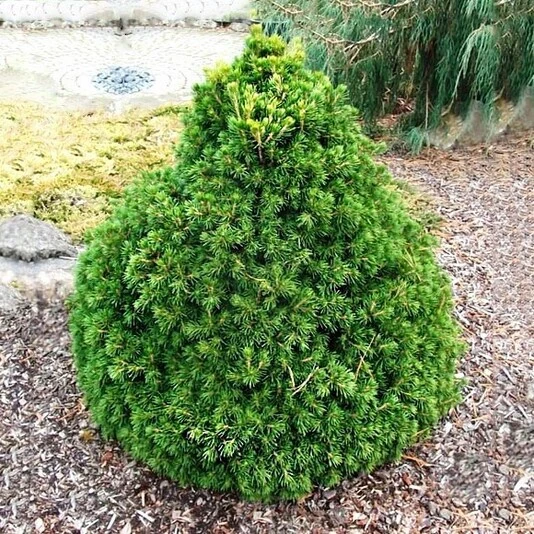 Ель обыкновенная "Томпа" Picea abies 'Tompa'