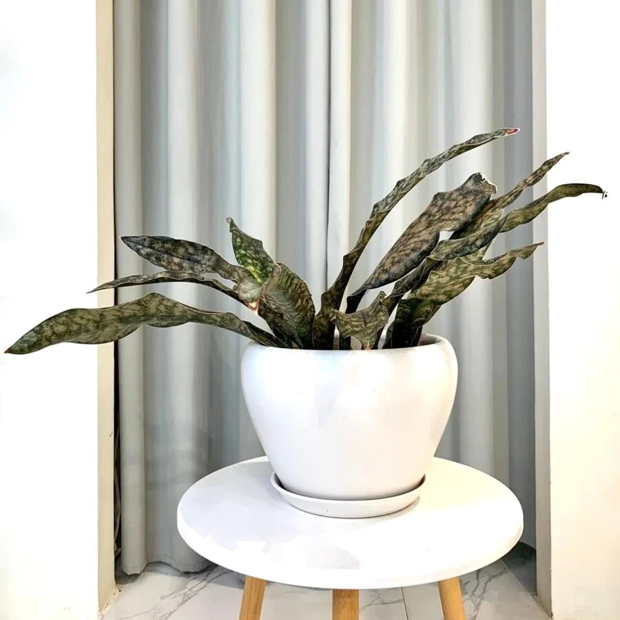 Сансевиерия Купертон Sansevieria Coppertone