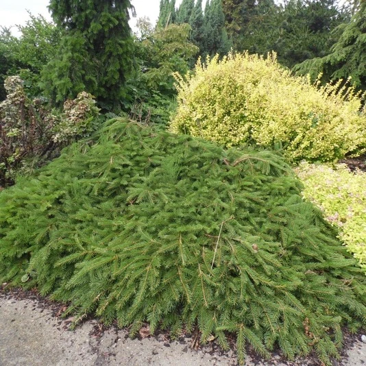 Ель обыкновенная "Форманек" Picea abies 'Formanek'
