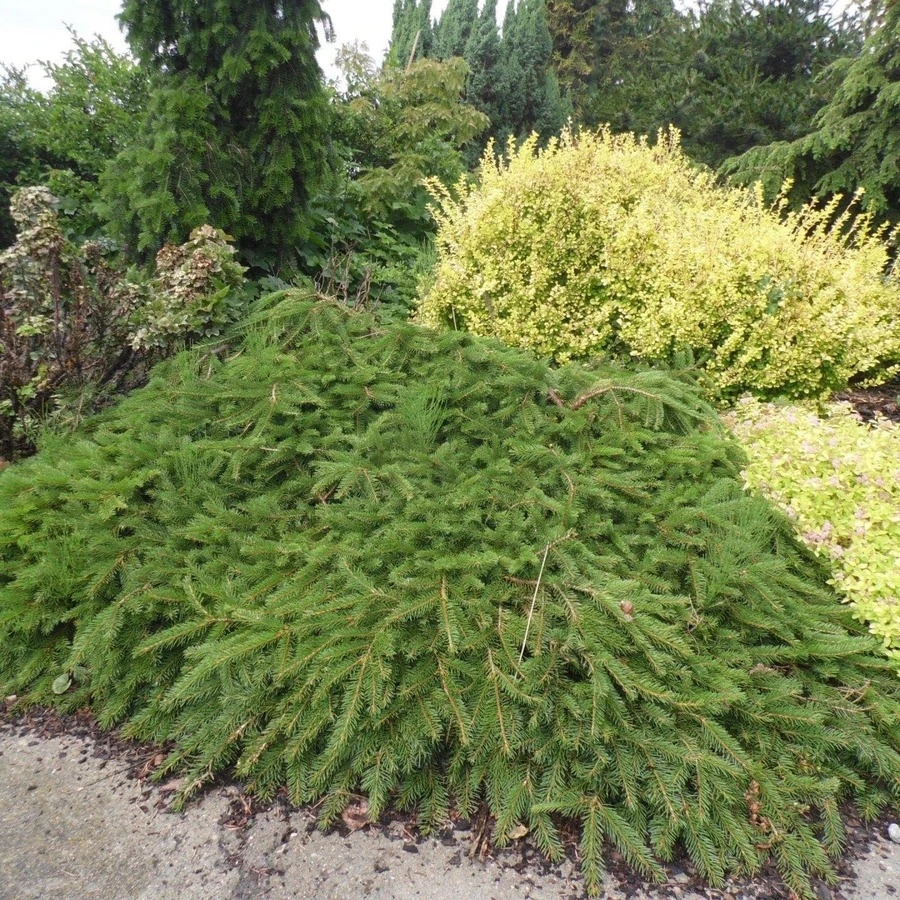 Ель обыкновенная "Форманек" Picea abies 'Formanek'
