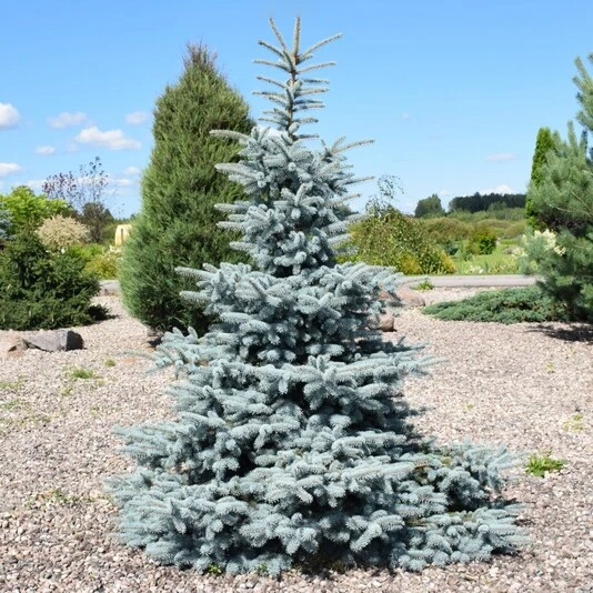 Ель колючая "Эрих Фрам" Picea pungens 'Erich Frahm'