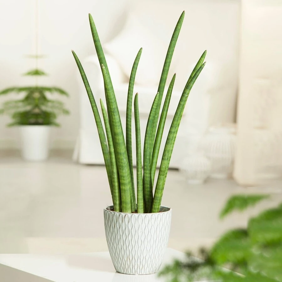 Сансевиерия Цилиндрика Рокет Sansevieria Cylindrica Rocket