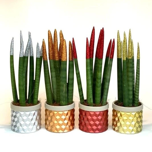 Сансевиерия Вельвет Тач Микс Sansevieria Velvet Touchzr Mix