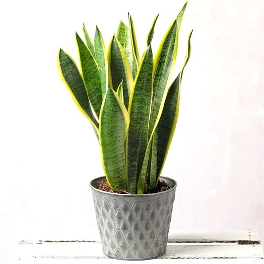 Сансевиерия Футура Суперба Sansevieria Futura Superba