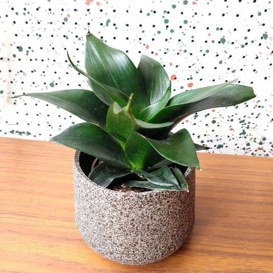 Сансевиерия Джейд Стар Sansevieria Jade Star