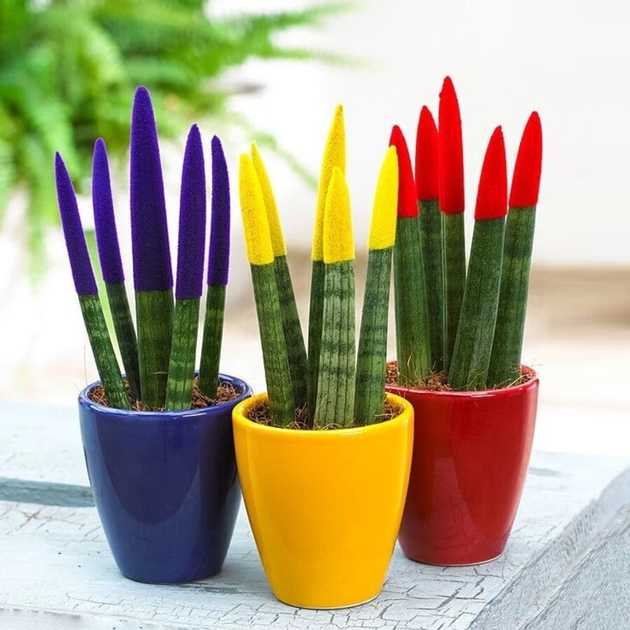 Сансевиерия Цилиндрика Спагетти Вельвет Тач Sansevieria Cylindrica Spaghetti Velvet Touchz