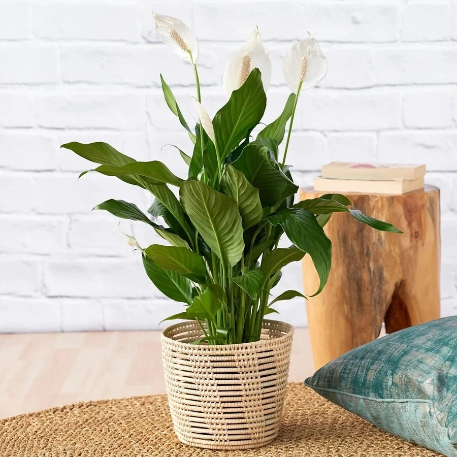 Спатифиллум Шопен Spathiphyllum Chopin